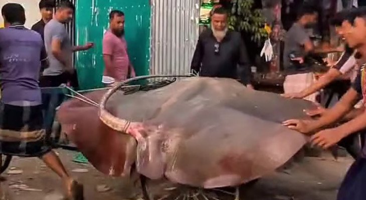হাতিয়ায় জালে ধরা পড়ল ২৮০ কেজির শাপলাপাতা মাছ, বিক্রি ৯০ হাজার টাকায়